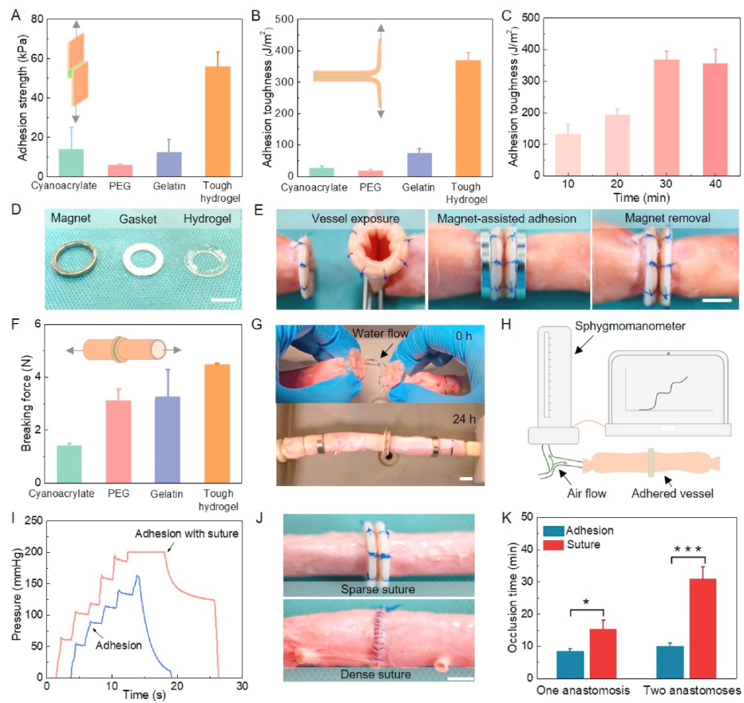 哈佛锁志刚院士与西安交大吕毅/唐敬达提出磁辅助-水凝胶粘接方法用于器官移植的图4