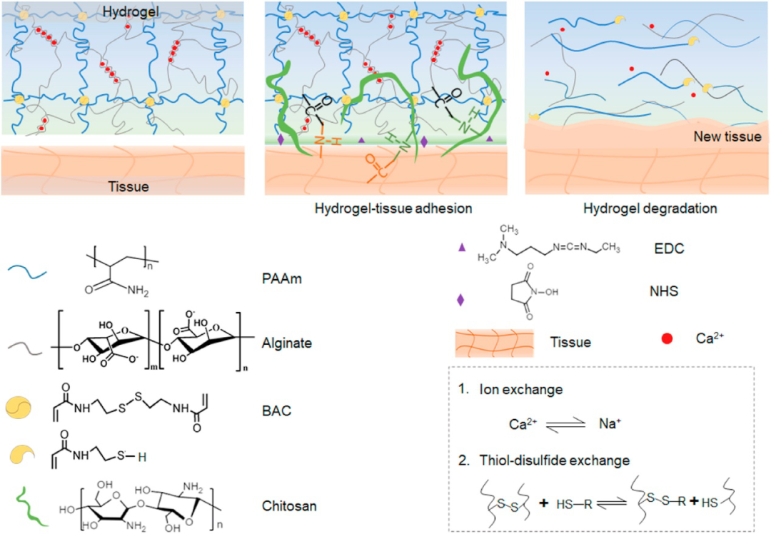 哈佛锁志刚院士与西安交大吕毅/唐敬达提出磁辅助-水凝胶粘接方法用于器官移植的图3
