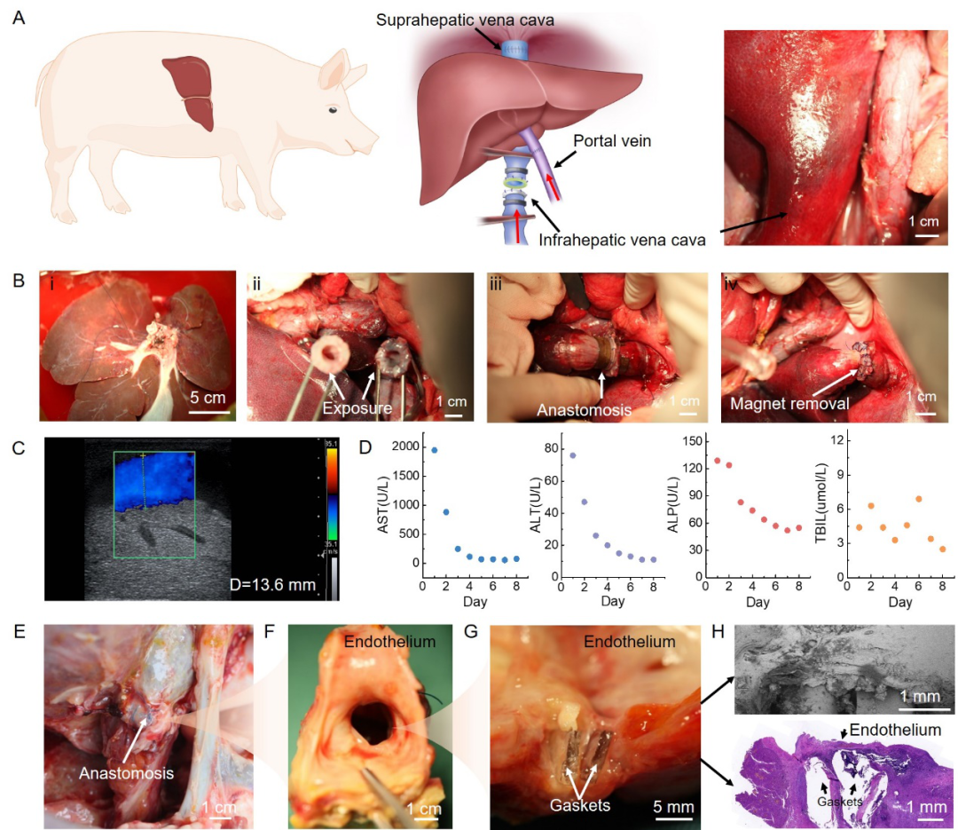 哈佛锁志刚院士与西安交大吕毅/唐敬达提出磁辅助-水凝胶粘接方法用于器官移植的图6