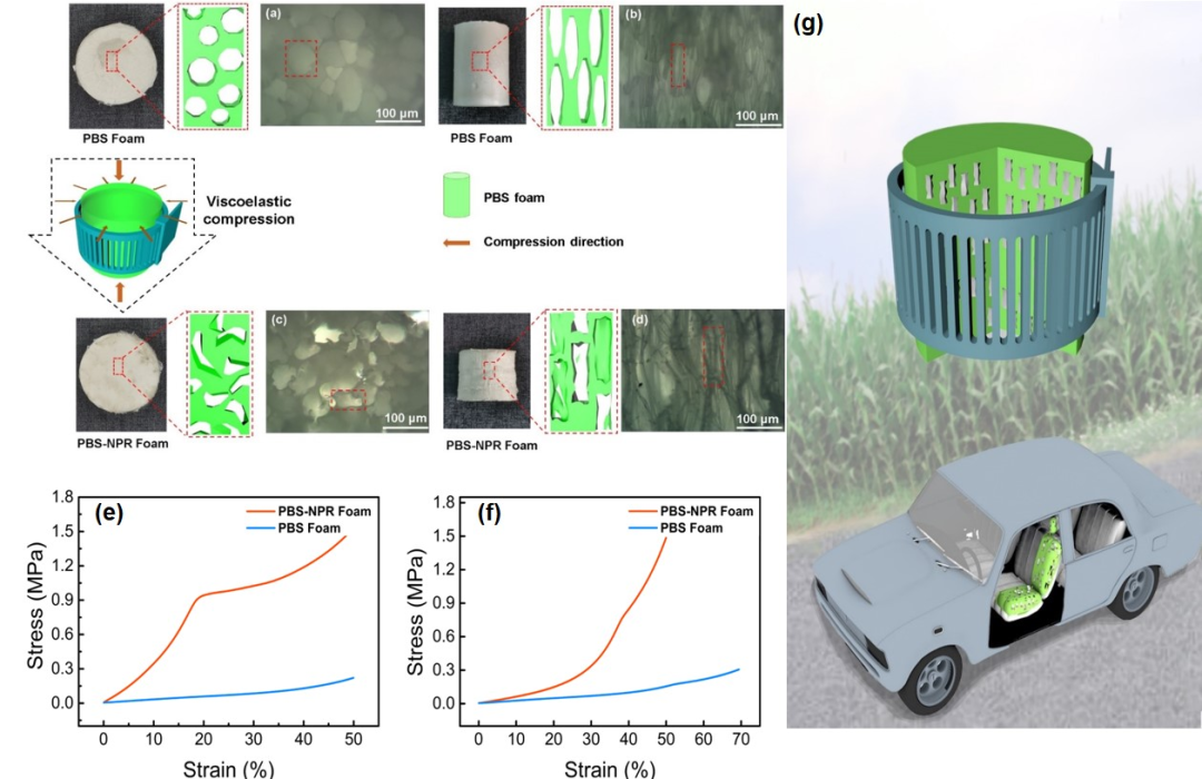 西南大学黄进教授和甘霖副教授提出负泊松比结构力学强化轻质化生物基材料的普适性方法：轴向/径向控比粘弹性压缩多孔材料负泊松比结构化的图1