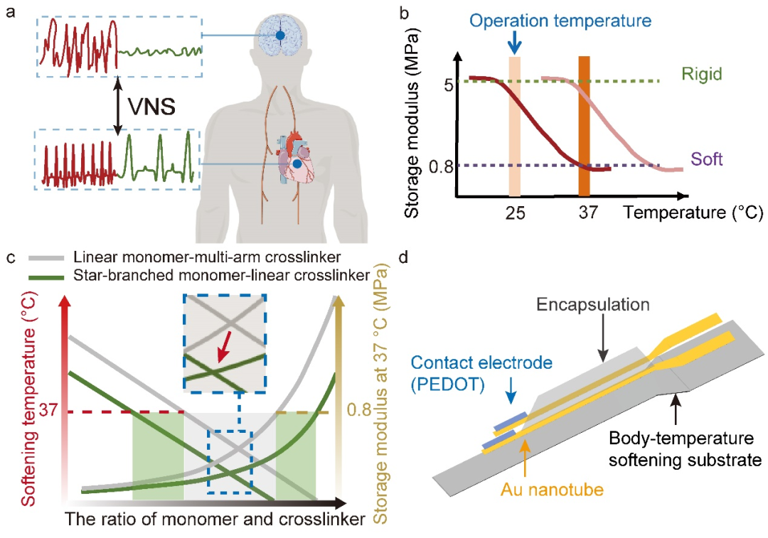 bis电极怎么接南京医科大学胡本慧团队 Adv. Sci.：体驱缓塑 - 低电压刺激延缓心脏重构进程的外周神经电极_https://www.jmylbn.com_新闻资讯_第2张