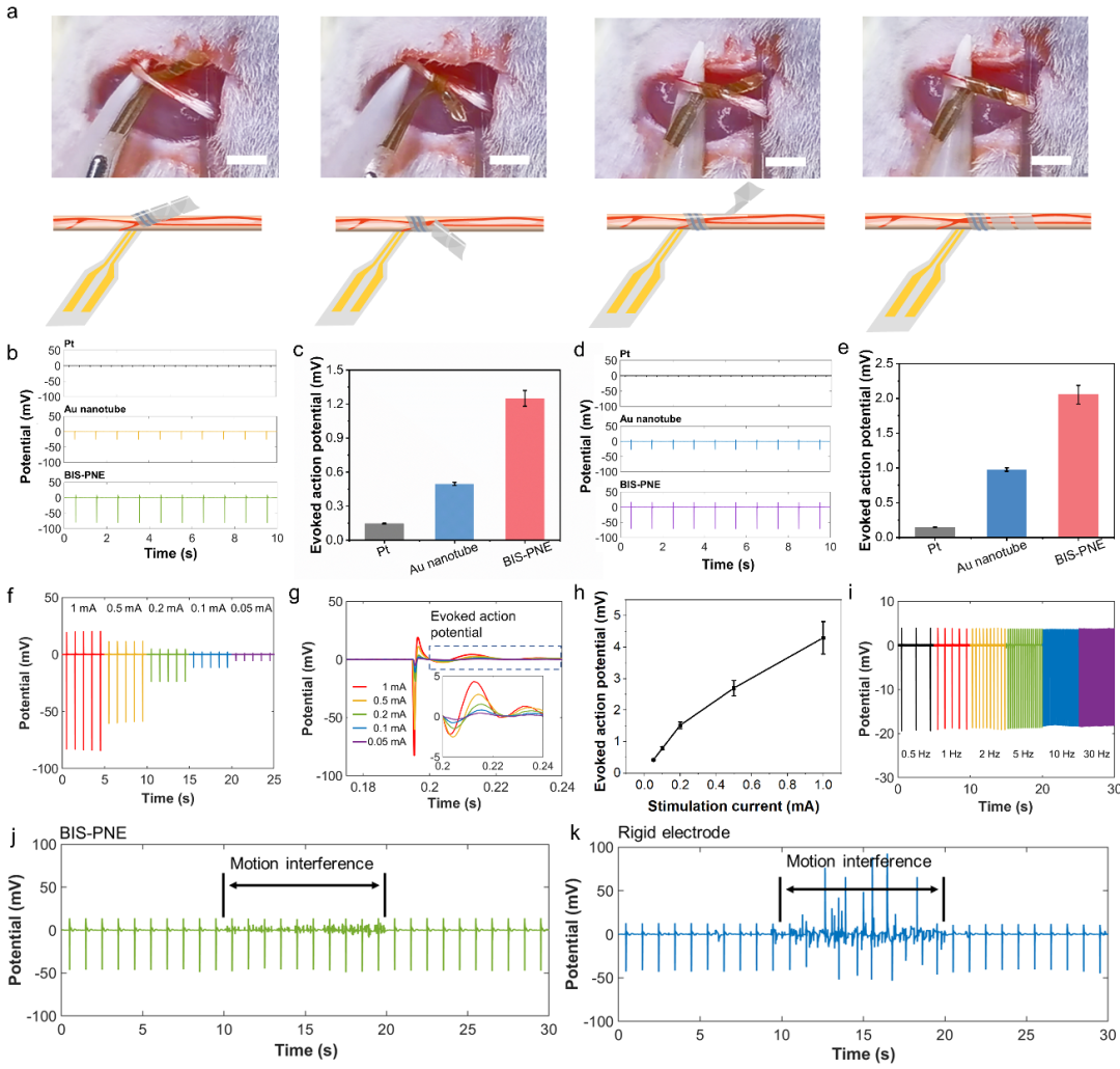 bis电极怎么接南京医科大学胡本慧团队 Adv. Sci.：体驱缓塑 - 低电压刺激延缓心脏重构进程的外周神经电极_https://www.jmylbn.com_新闻资讯_第4张