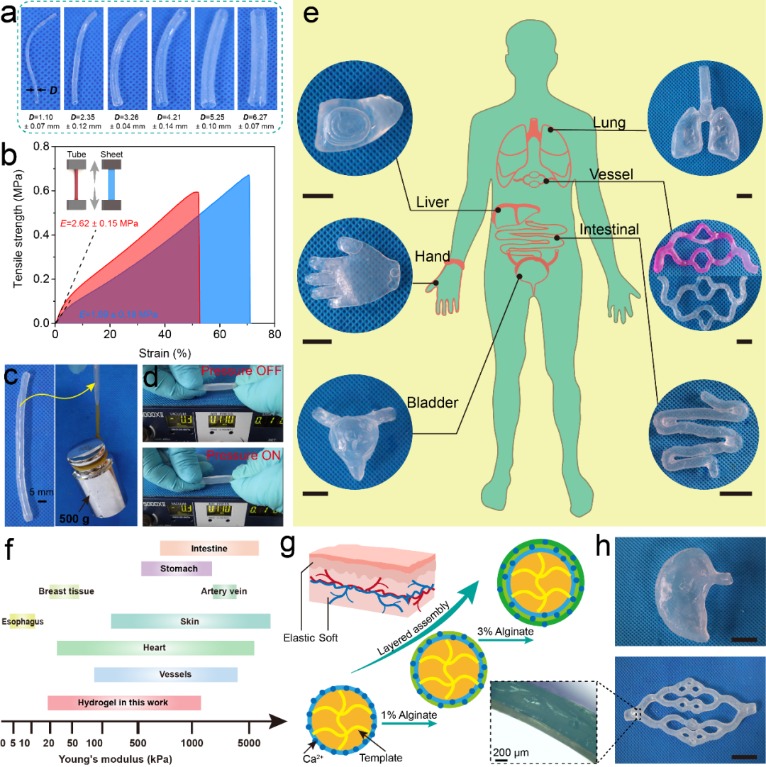 中科院兰州化物所王晓龙研究员、周峰研究员等AFM：在仿真湿滑水凝胶器官模型取得进展的图2