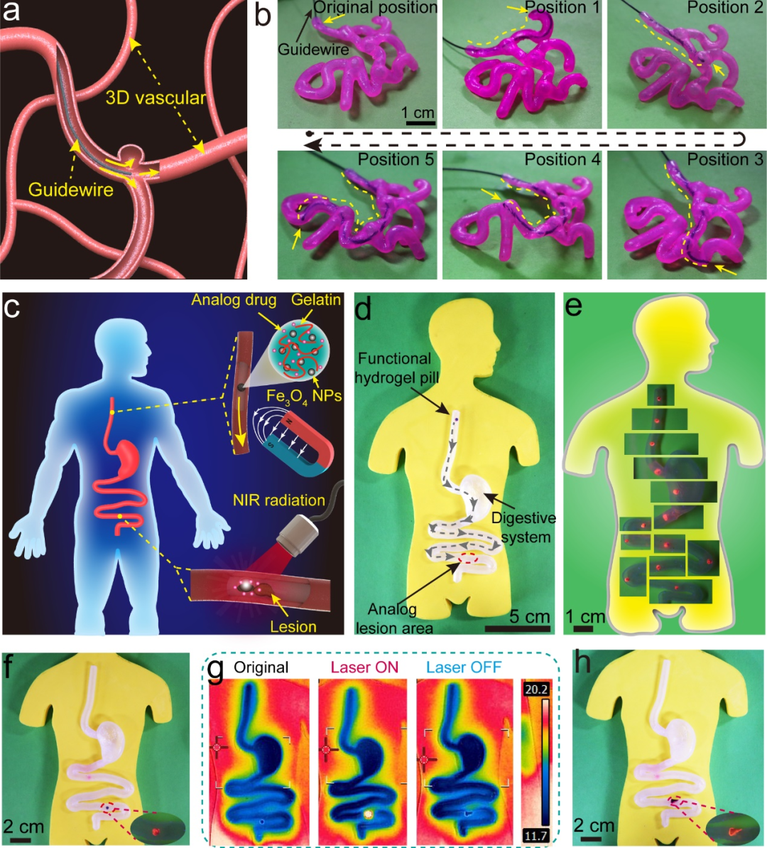 中科院兰州化物所王晓龙研究员、周峰研究员等AFM：在仿真湿滑水凝胶器官模型取得进展的图3