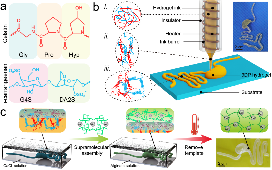 中科院兰州化物所王晓龙研究员、周峰研究员等AFM：在仿真湿滑水凝胶器官模型取得进展的图1