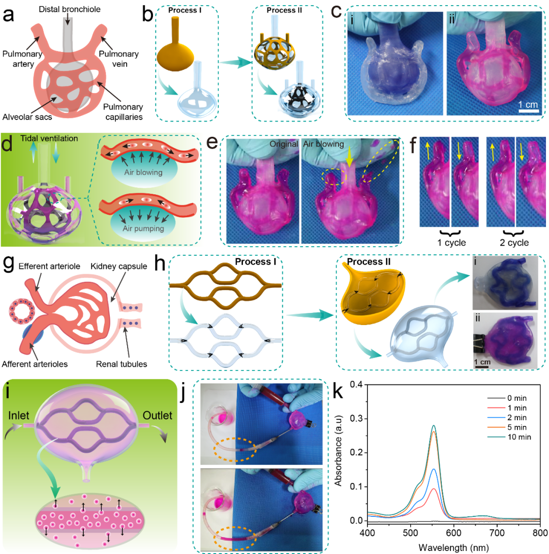 中科院兰州化物所王晓龙研究员、周峰研究员等AFM：在仿真湿滑水凝胶器官模型取得进展的图4