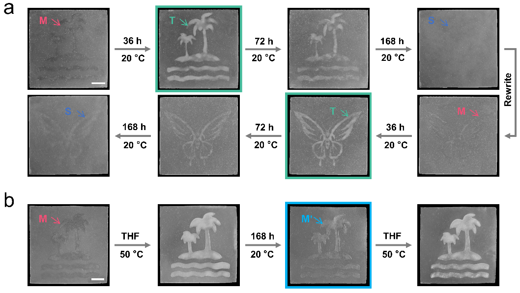 浙江大學潘鵬舉教授課題組《Mater. Horiz.》：基于高分子晶相轉變構筑自演變材料的圖3