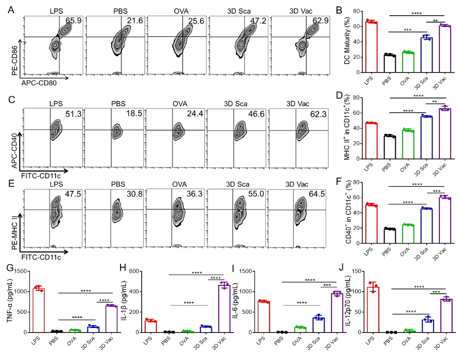 苏州大学汪超教授团队《AM》:用于肿瘤免疫治疗的3D打印支架疫苗的图3