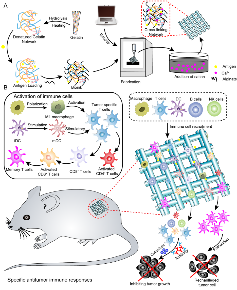 苏州大学汪超教授团队《AM》:用于肿瘤免疫治疗的3D打印支架疫苗的图1