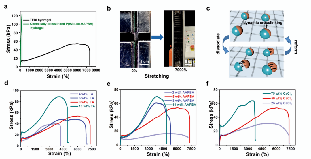 香港城市大学王钻开教授团队《Mater. Horiz.》：基于单宁酸介导动态相互作用构建超拉伸性、高黏附性和自修复水凝胶的图2