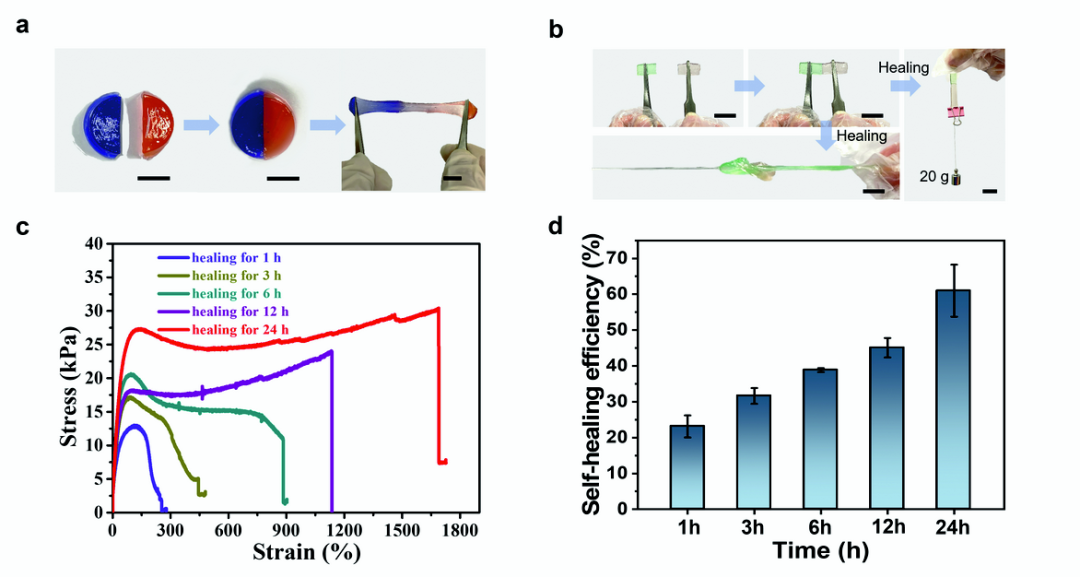香港城市大学王钻开教授团队《Mater. Horiz.》：基于单宁酸介导动态相互作用构建超拉伸性、高黏附性和自修复水凝胶的图3