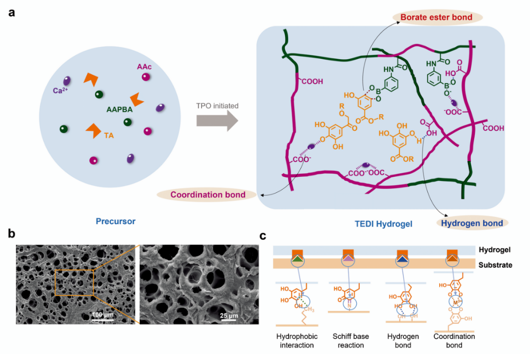 香港城市大学王钻开教授团队《Mater. Horiz.》：基于单宁酸介导动态相互作用构建超拉伸性、高黏附性和自修复水凝胶的图1