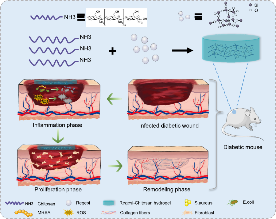壳聚糖治什么病川大华西口腔医学院彭强研究员团队 AHM：多功能再生硅-壳聚糖水凝胶促进MRSA感染的糖尿病创面愈合_https://www.jmylbn.com_新闻资讯_第4张