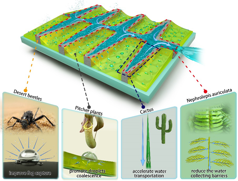 四川大学宋飞教授团队CEJ：四重仿生策略构建自发高效水汽收集表面的图1