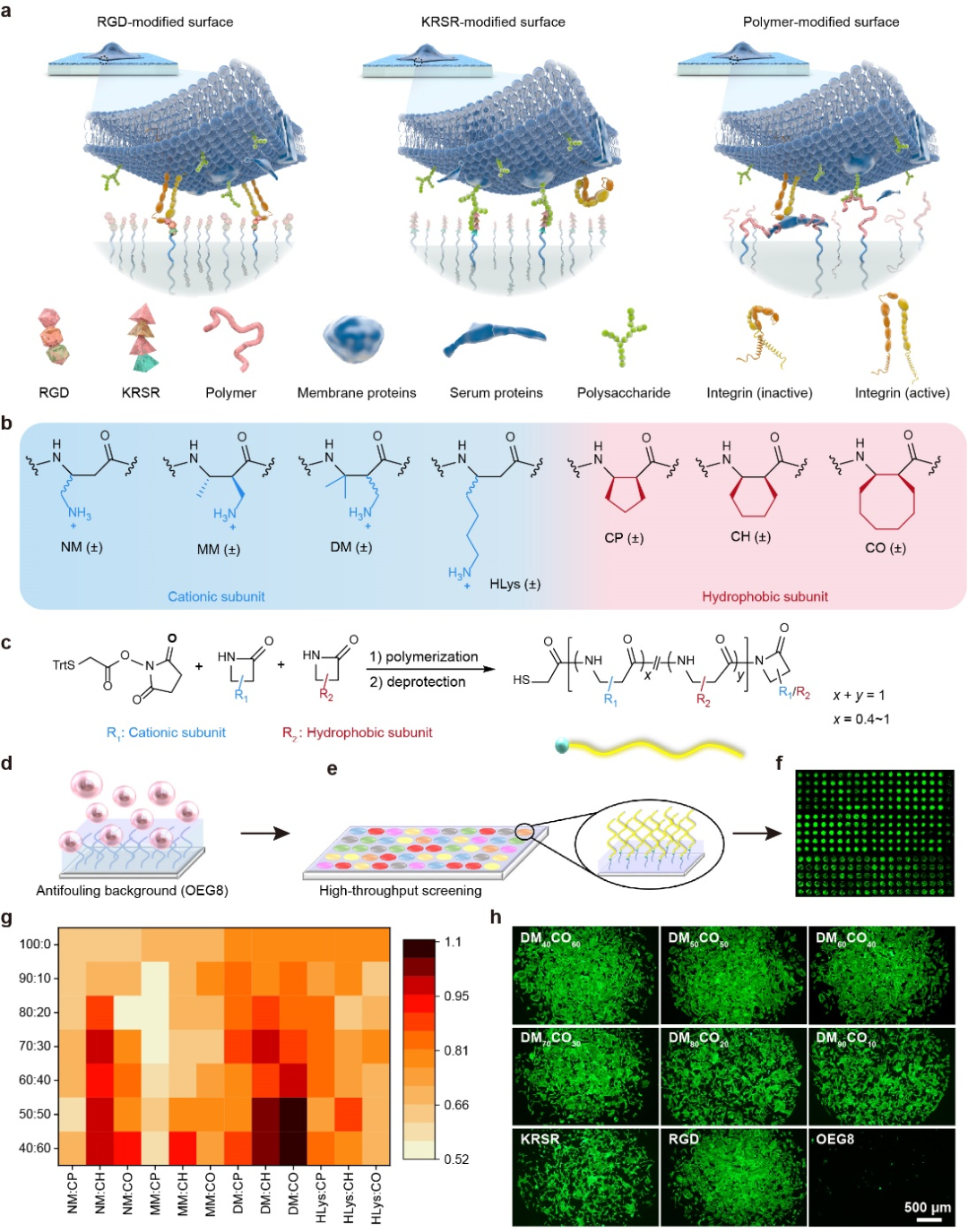华东理工大学刘润辉教授课题组在促细胞粘附新材料领域获得突破：设计和发现双重机理的促细胞粘附β-氨基酸聚合物的图1