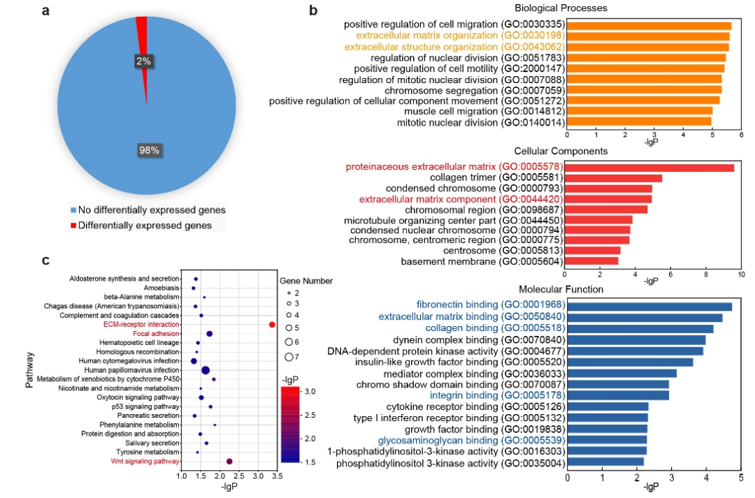 华东理工大学刘润辉教授课题组在促细胞粘附新材料领域获得突破：设计和发现双重机理的促细胞粘附β-氨基酸聚合物的图3