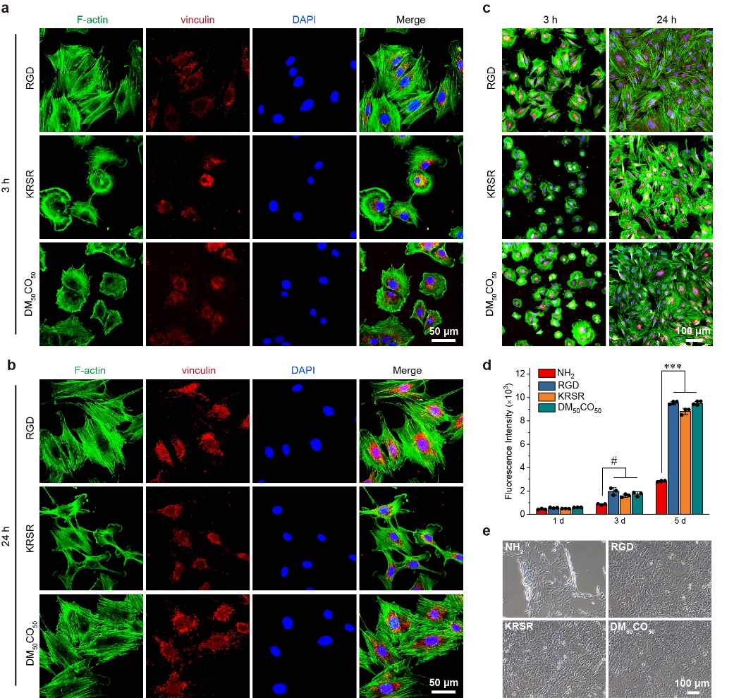 华东理工大学刘润辉教授课题组在促细胞粘附新材料领域获得突破：设计和发现双重机理的促细胞粘附β-氨基酸聚合物的图2