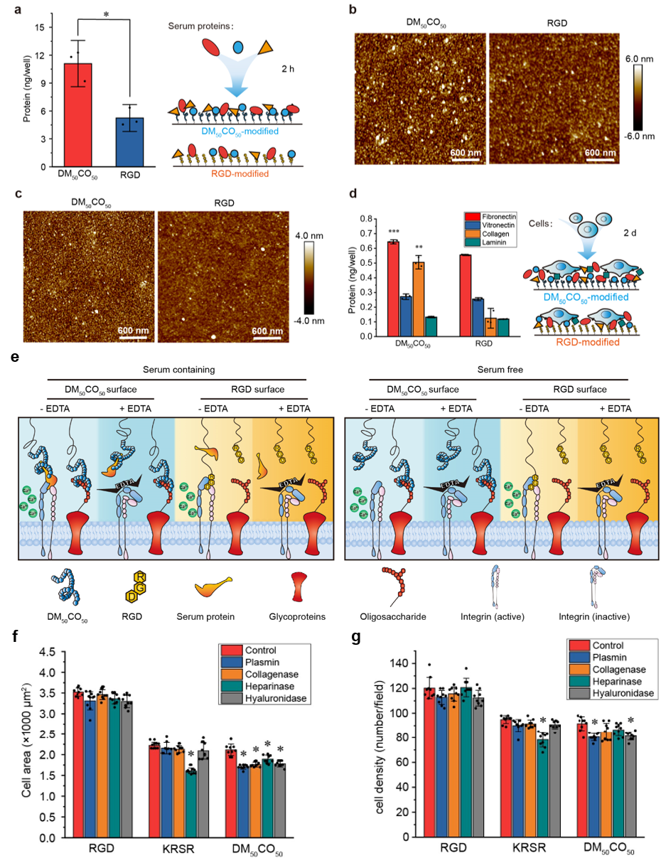 华东理工大学刘润辉教授课题组在促细胞粘附新材料领域获得突破：设计和发现双重机理的促细胞粘附β-氨基酸聚合物的图4
