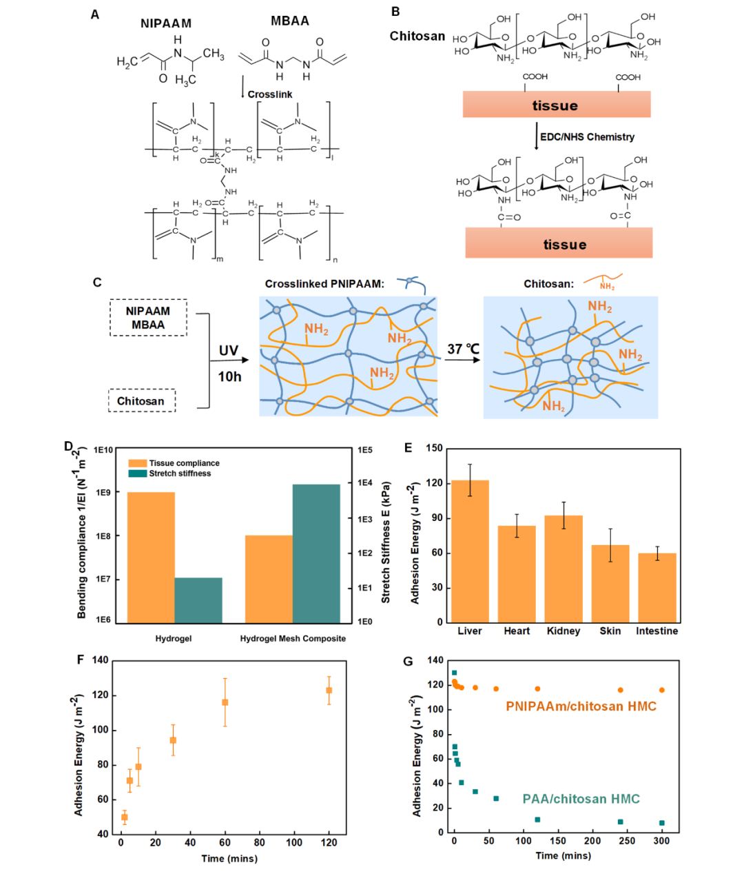 哈佛大学锁志刚教授与西安交大卢同庆教授《PNAS》: 水凝胶复合补片 - 用于组织创口闭合的新型医用材料的图2