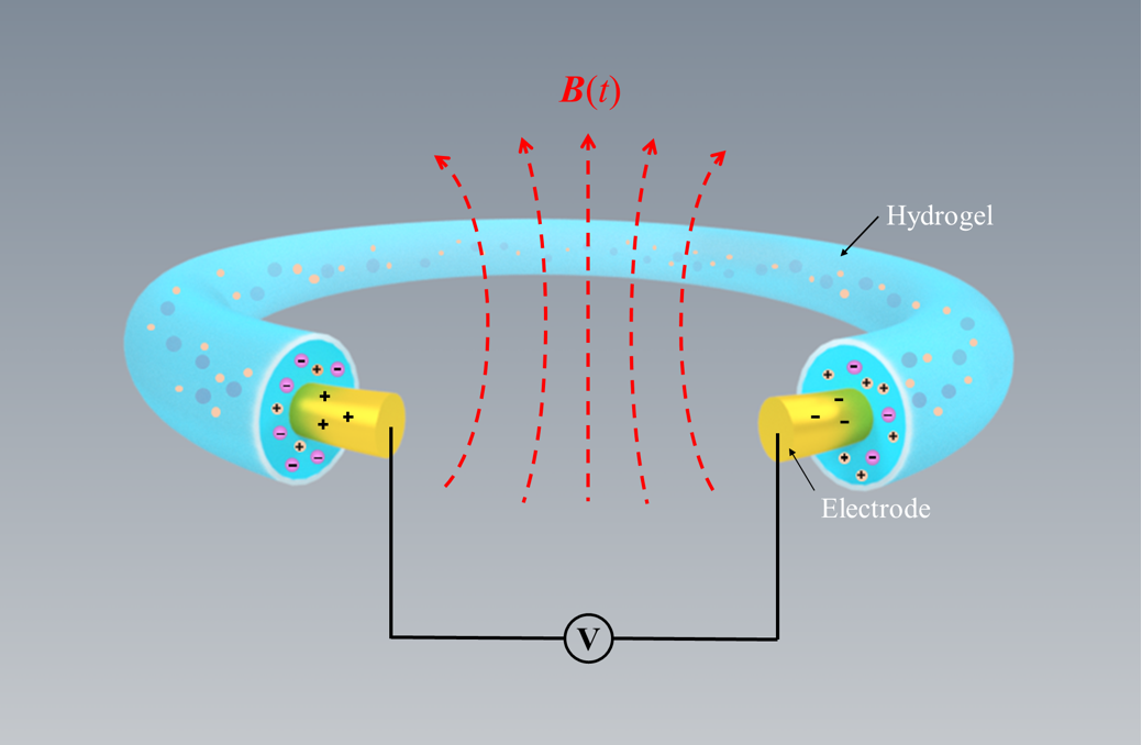 哈佛大学锁志刚教授课题组与西安交大贾坤副教授课题组合作：离磁感应助力电子与离子间信号传递的图1
