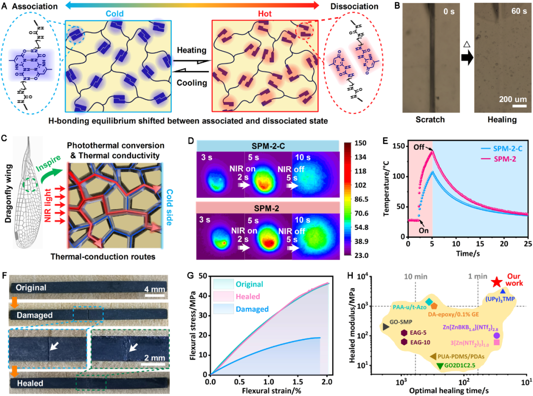 南理工傅佳骏教授、川大傅强教授/吴凯副研究员《Matter》：模仿蜻蜓翅膀的微结构，打造强而韧的可修复材料的图5
