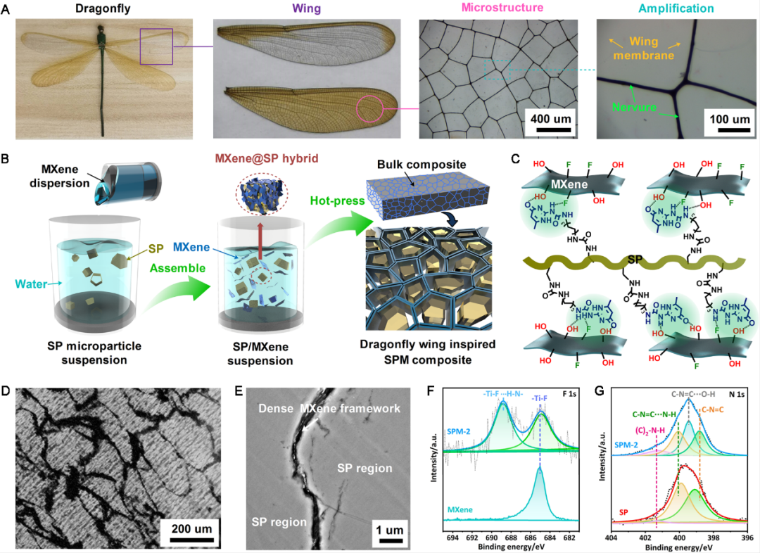南理工傅佳骏教授、川大傅强教授/吴凯副研究员《Matter》：模仿蜻蜓翅膀的微结构，打造强而韧的可修复材料的图2