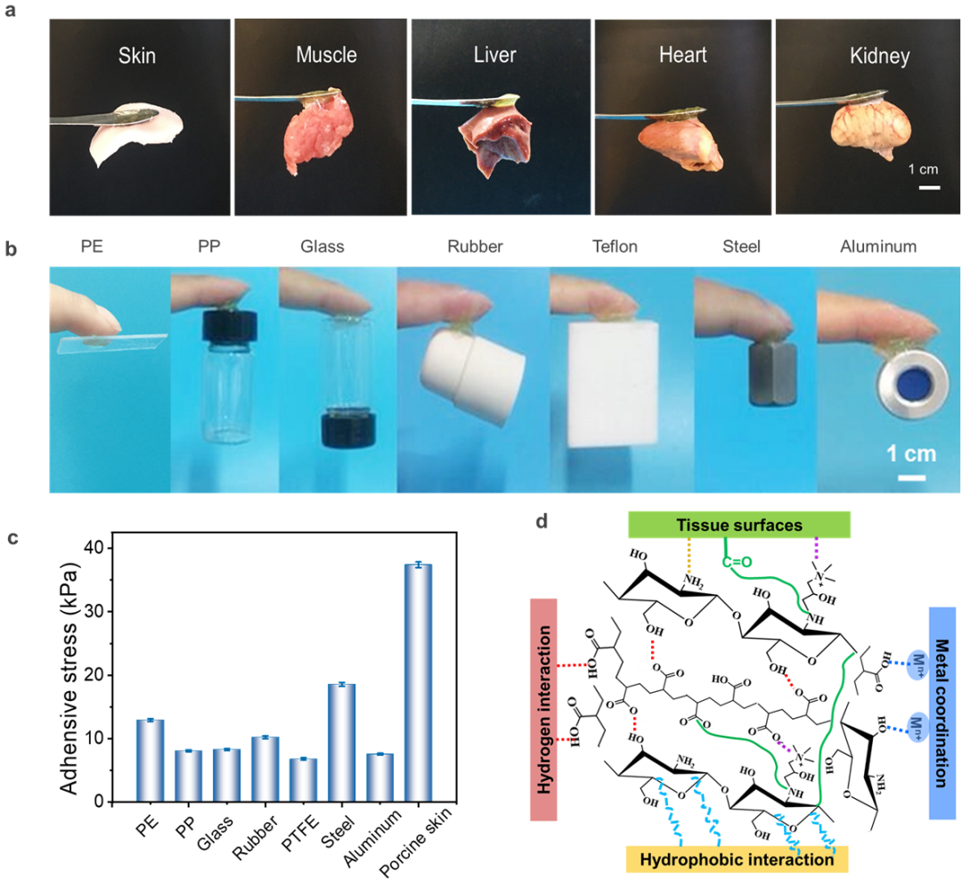 东华大学武培怡教授团队《Small》:“智能粘附”的多功能水凝胶离子皮肤生物传感器的图3