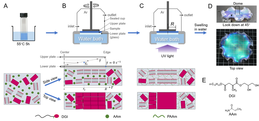 北海道大学龚剑萍教授课题组《ACS Macro Letters》封面文章：巧妙控制剪切场，轻松构筑具有超结构的水凝胶！的图1