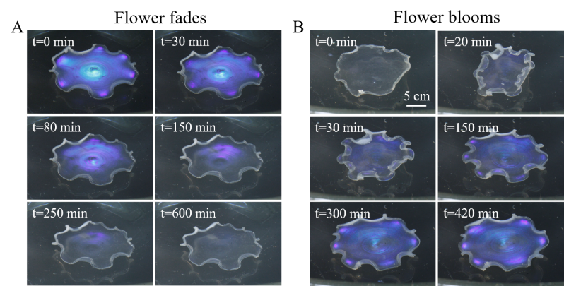 北海道大学龚剑萍教授课题组《ACS Macro Letters》封面文章：巧妙控制剪切场，轻松构筑具有超结构的水凝胶！的图5