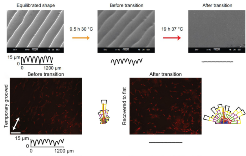 江南大学李文兵与哈工大冷劲松院士/刘彦菊教授团队《Small》综述：形状记忆微/纳米图案的发展和应用的图2