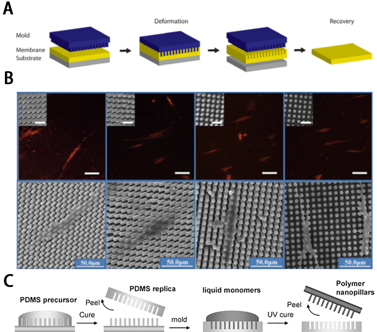 江南大学李文兵与哈工大冷劲松院士/刘彦菊教授团队《Small》综述：形状记忆微/纳米图案的发展和应用的图6
