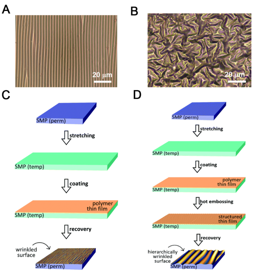 江南大学李文兵与哈工大冷劲松院士/刘彦菊教授团队《Small》综述：形状记忆微/纳米图案的发展和应用的图7