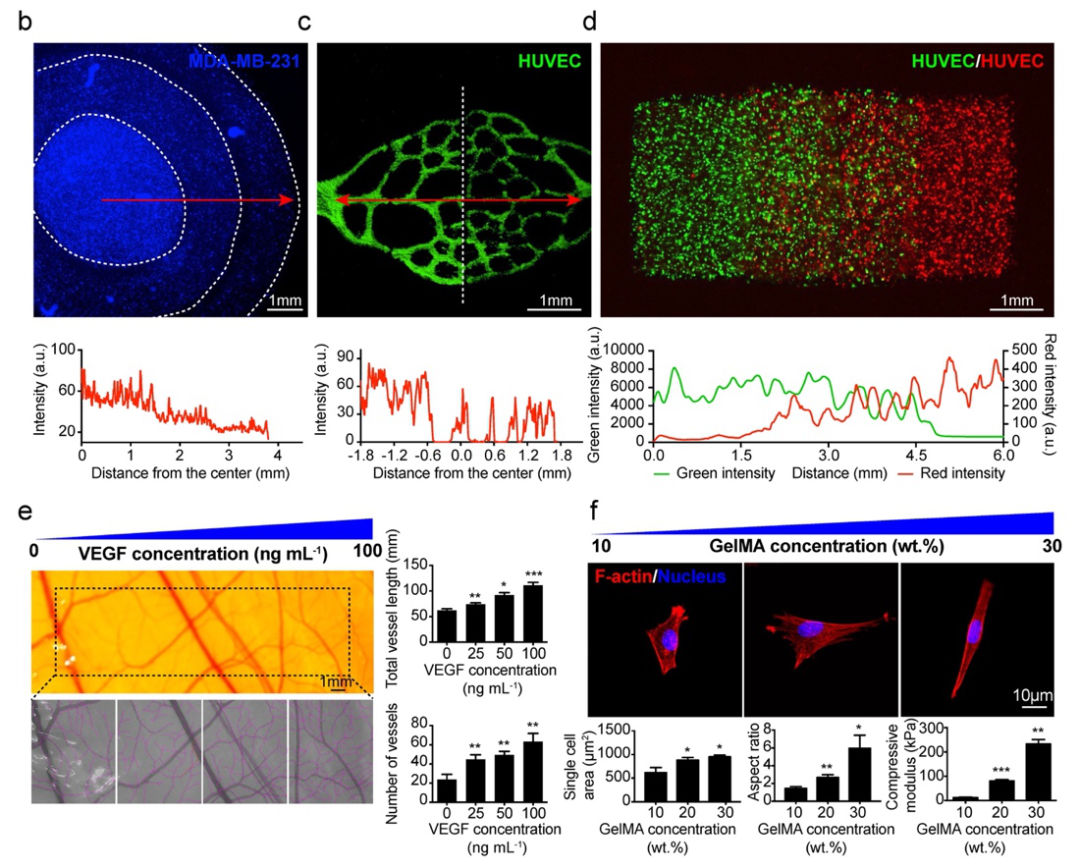 哈佛大學醫學院Y. Shrike Zhang教授課題組《Adv. Mater.》：數字光處理三維生物打印可調控梯度結構的圖4