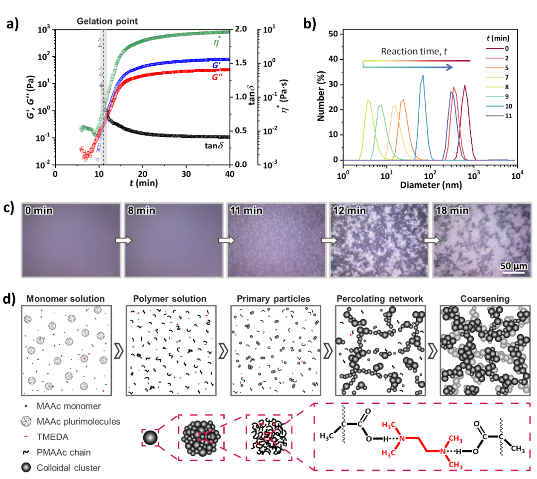 浙江大學鄭強、吳子良團隊Macromolecules: 通過聚合誘導微相分離制備膠體網絡水凝膠的圖2