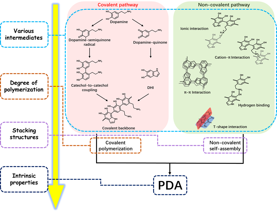 川大李乙文/苏大王召、张正彪/华东师大程义云《Chem. Soc. Rev.》邀请综述：刺激响应性聚多巴胺智能材料的进展与展望的图2