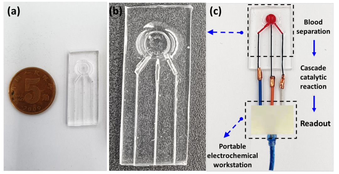 浙江大学黄小军团队关于梯度孔膜智能传感新成果：基于梯度中空纤维膜的MOFs-酶膜新型电化学生物传感阵列的图2