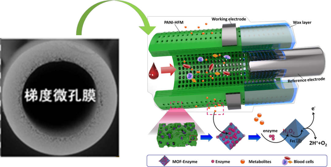 浙江大学黄小军团队关于梯度孔膜智能传感新成果：基于梯度中空纤维膜的MOFs-酶膜新型电化学生物传感阵列的图1