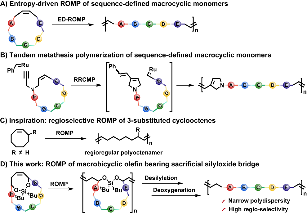 东南大学Angew：基于含牺牲键二环桥环烯的序列可控开环易位聚合方法的图1