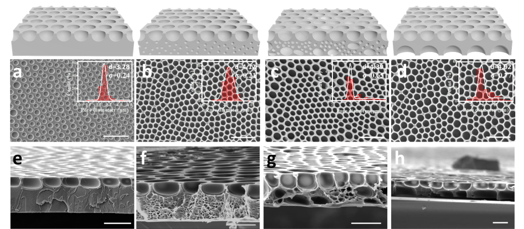 宁波大学孙巍副教授团队《Chem. Commun.》：非对称多层多孔聚合物薄膜的一步法制备及其药物控释应用的图2