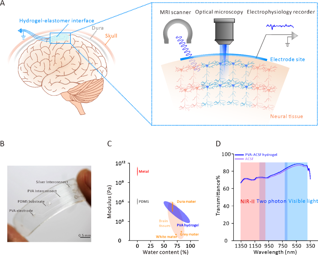 浙大汪浩教授課題組 Biomaterials：一種新型多模態(tài)水凝膠皮層電極的圖1