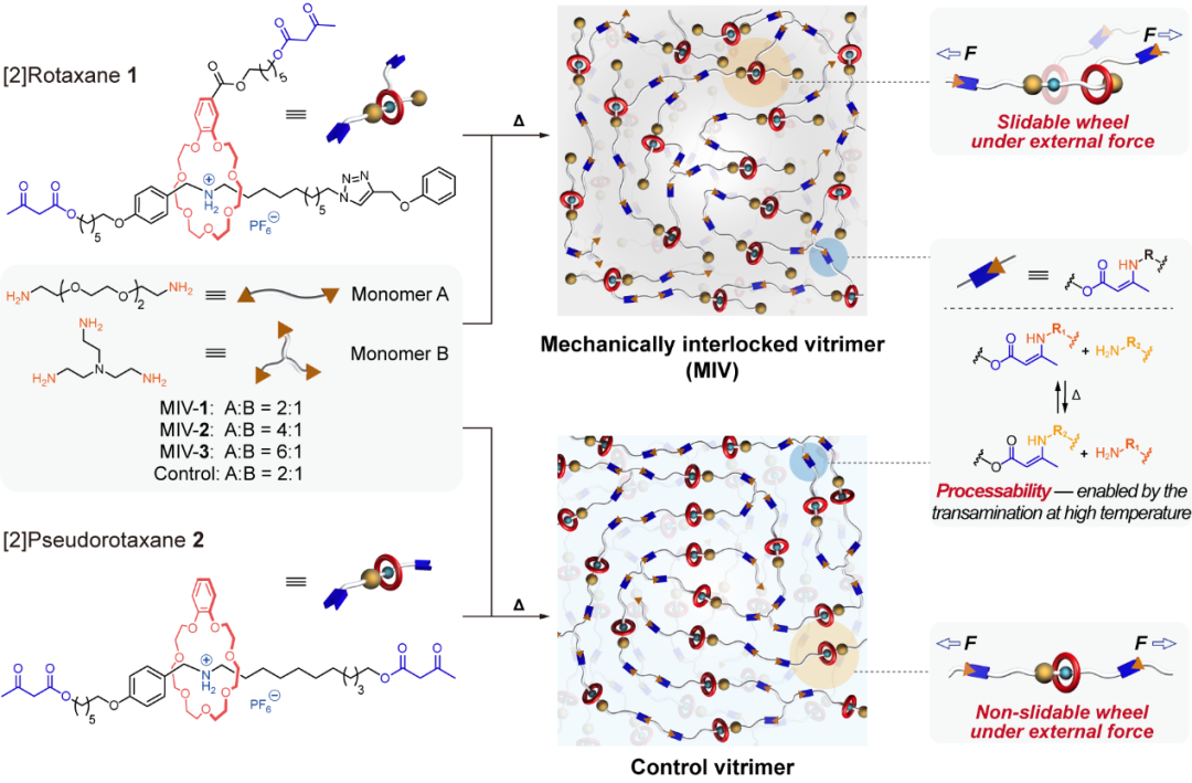 上海交大颜徐州研究员 JACS：机械互锁类玻璃聚合物网络的图1