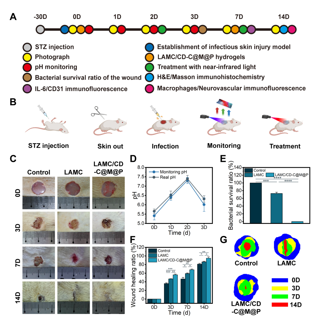 壳聚糖治什么病武汉理工戴红莲教授团队AFM：“诊疗一体化”-一种兼具光热抗菌和类酶催化的壳聚糖基水凝胶用于糖尿病创面pH实时监测与加速伤口愈合_https://www.jmylbn.com_新闻资讯_第6张