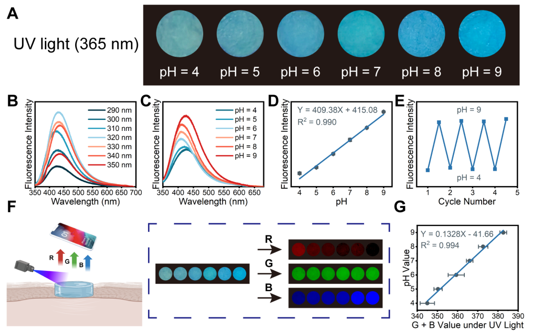 壳聚糖治什么病武汉理工戴红莲教授团队AFM：“诊疗一体化”-一种兼具光热抗菌和类酶催化的壳聚糖基水凝胶用于糖尿病创面pH实时监测与加速伤口愈合_https://www.jmylbn.com_新闻资讯_第3张