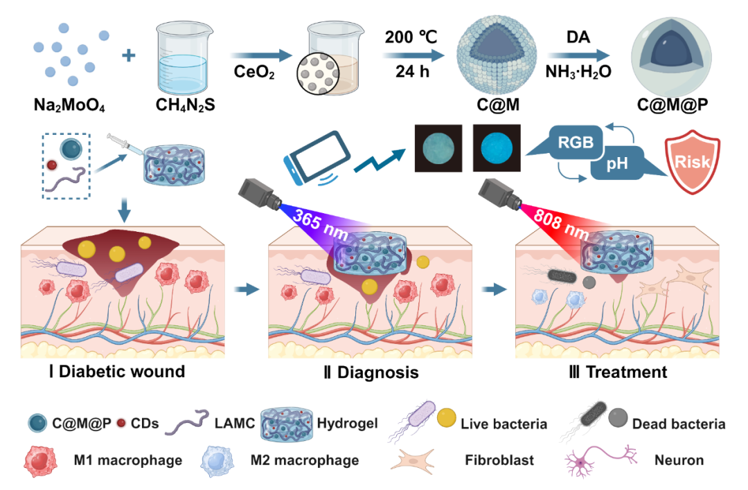 壳聚糖治什么病武汉理工戴红莲教授团队AFM：“诊疗一体化”-一种兼具光热抗菌和类酶催化的壳聚糖基水凝胶用于糖尿病创面pH实时监测与加速伤口愈合_https://www.jmylbn.com_新闻资讯_第2张