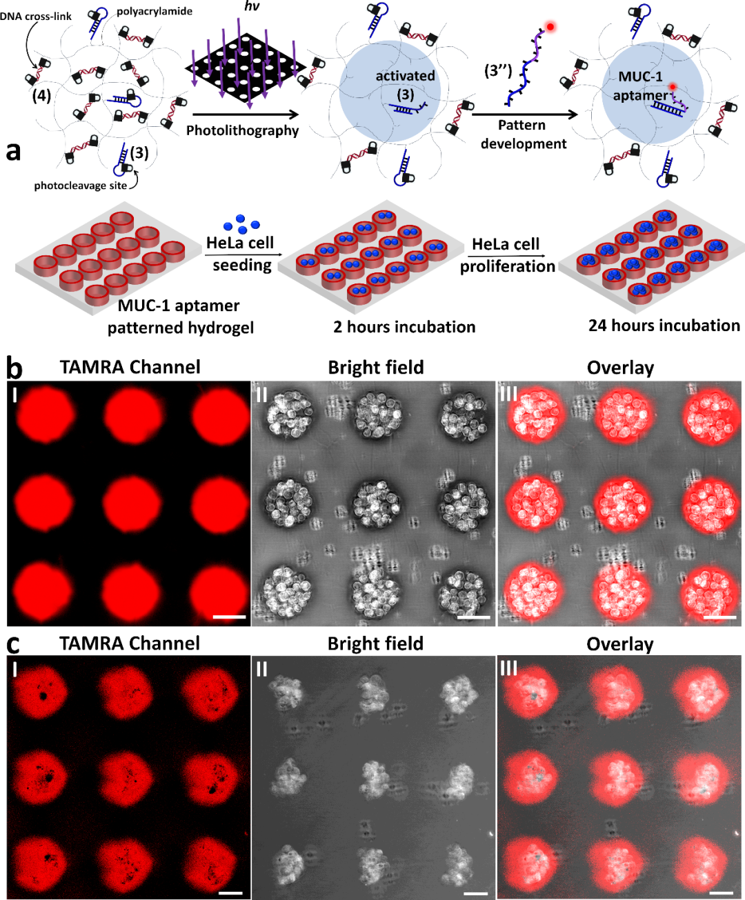 中国地质大学（武汉）夏帆教授课题组《Nat. Commun.》：图案化光响应DNA水凝胶实现局部细胞响应性调控的图1