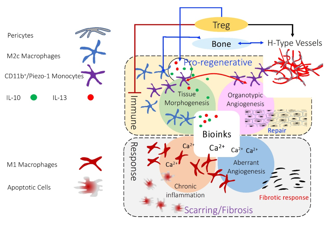 弗萊堡大學Prasad Shastri實驗室《Adv.Sci》綜述：連接3D生物打印和臨床轉化的生物橋梁的圖3