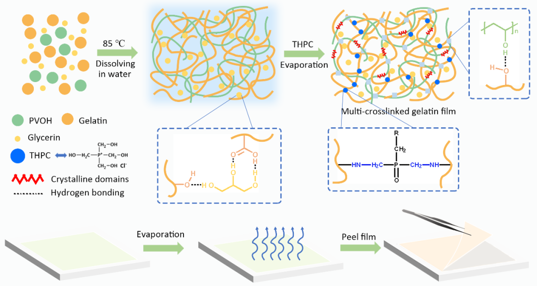 陕科大强涛涛教授课题组/张慧洁副教授与惠州学院陈学军教授合作CEJ：基于明胶多重交联增强的可生物降解地膜的图1