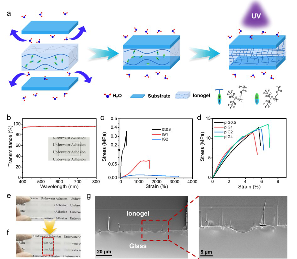 武培怡教授团队《Mater. Horiz.》：力学性能自增强的高透明离子凝胶用于水下超强粘附的图1