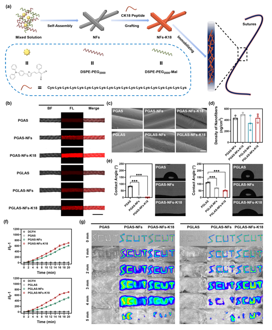 皮下缝合用什么线华南理工王琳研究员、中山六院王辉、王怀明团队 Adv. Mater.：具有抗菌性能和皮下可监测性能的AIE纳米纤维功能化缝合线_https://www.jmylbn.com_新闻资讯_第2张