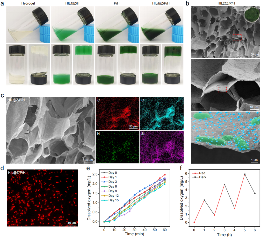 促愈凝胶怎么排出西南交大周绍兵／侯建文团队《Nat. Commun.》：“一箭三雕”- 具有防复发、抑转移、促愈合功能的自产氧纳米复合水凝胶_https://www.jmylbn.com_新闻资讯_第5张
